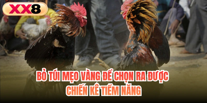 Bỏ túi mẹo vàng để chọn ra được chiến kê tiềm năng