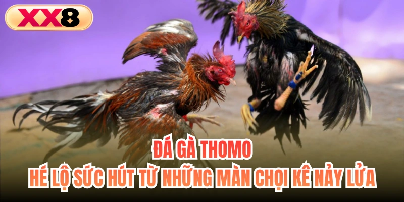 Đá Gà Thomo - Hé Lộ Sức Hút Từ Những Màn Chọi Kê Nảy Lửa