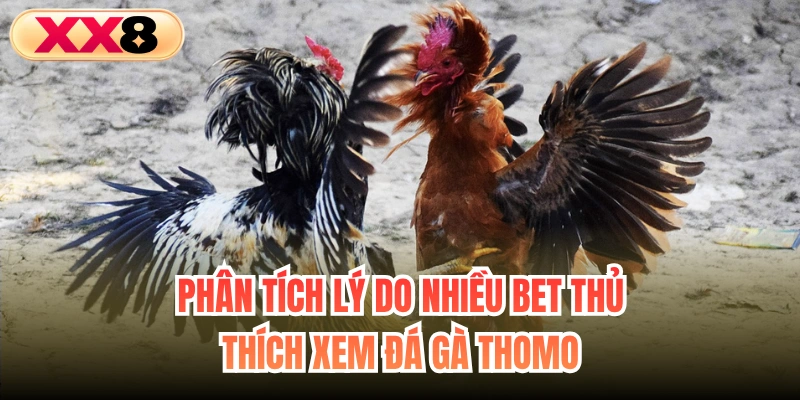 Phân tích lý do nhiều bet thủ thích xem đá gà Thomo
